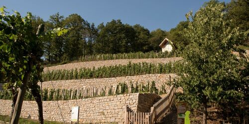 Geschichtsweinberg, Foto: Ina E. Brosch