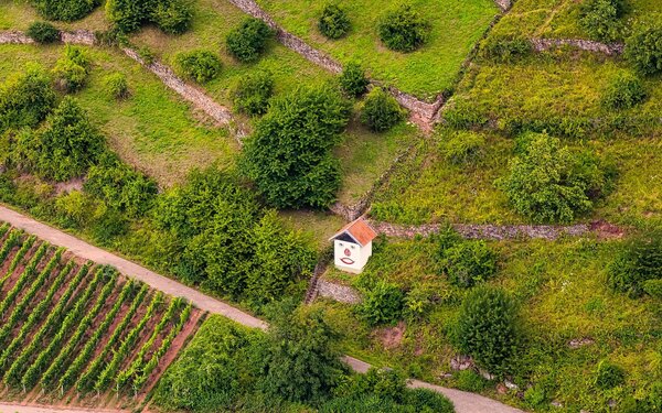 Weinberg Schmachtenberg im Abt Degen Weintal