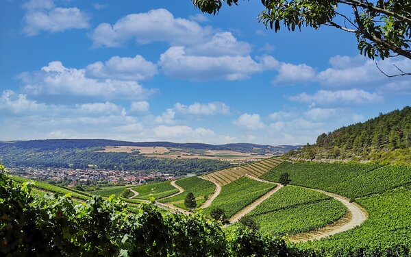 Weinberge Thüngersheim, Foto: Jil Abfalter