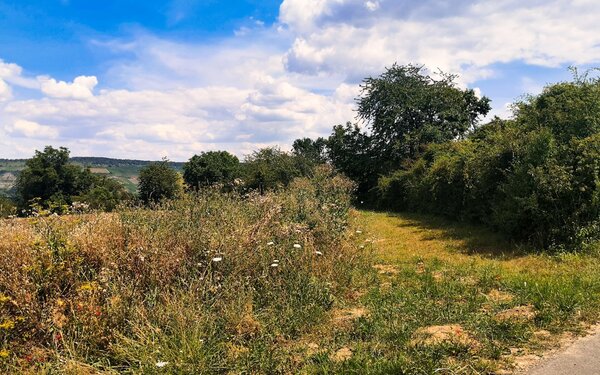 Feldweg im Streuobst Zellingen 