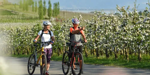 Villas, water, vineyards on Lake Constance in Lindau