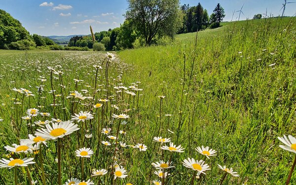 Radweg bei Pelchenhofen