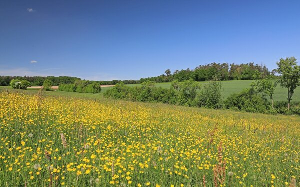 Felder und Wiesen am Sonderflugplatz Neustadt an der Aisch