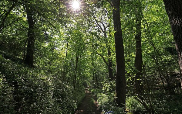 Unterwegs im wildromantischen, schattigen Pfalzbachtal