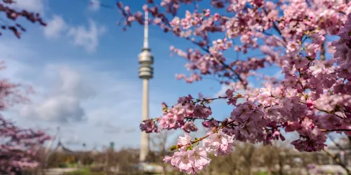 Ein blühender Zierkirschbaum im Olympiapark München mit dem Olympiaturm im Hintergrund