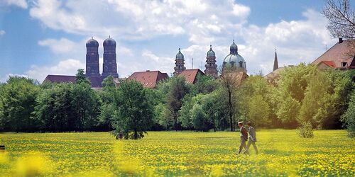 Gelb bewachsene Wiese mit Frauenkirche im Hintergrund
