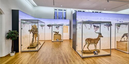 naturkunde-museum-coburg-c-coburg-marketing-rainer-brabec