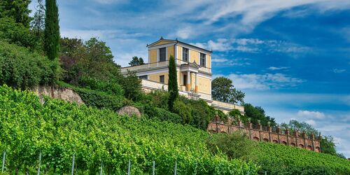 Weinberg mit Pompejanum Aschaffenburg