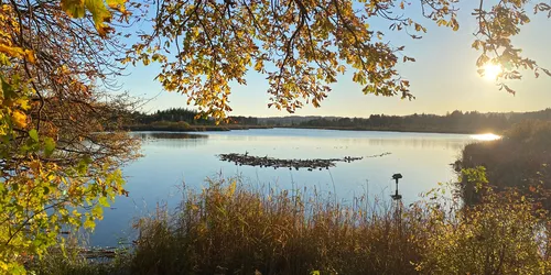 Blick auf den Maisinger See im Herbst mit Laub und Bäumen