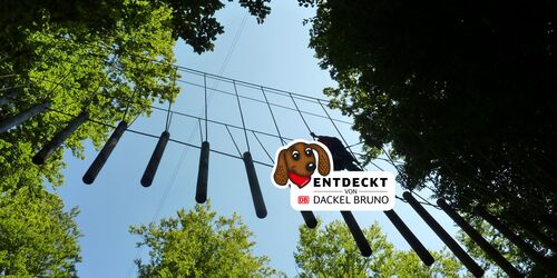 Aim for the sky: Treetop adventure in the Spessart