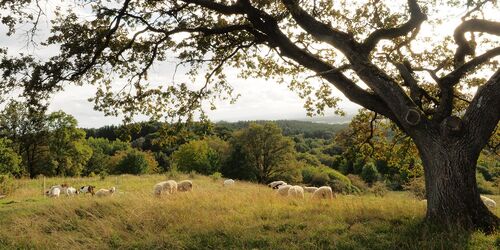 Dillberg: Hiking with excellent views