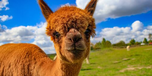 Relax on a hike with alpacas 
