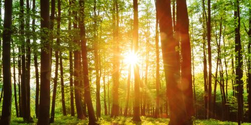 Wald mit Sonne, die durch die Lichtung blitzt