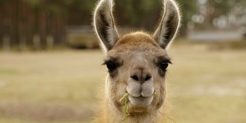 Nahaufnahme eines Lamas, das Gräser kaut