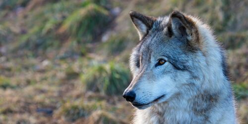 Wolves at the WildPark Tambach castle