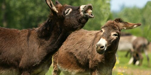 Travelling through the Labertal valley with pack mules