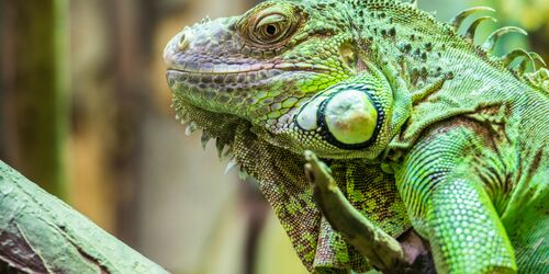 Admire reptiles in Oberammergau