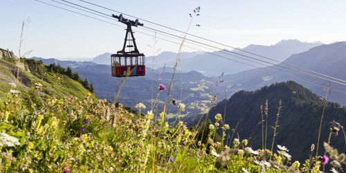 Alpine flowers at Walmendingerhorn mountain