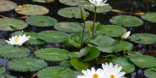 Augsburg's botanical gardens