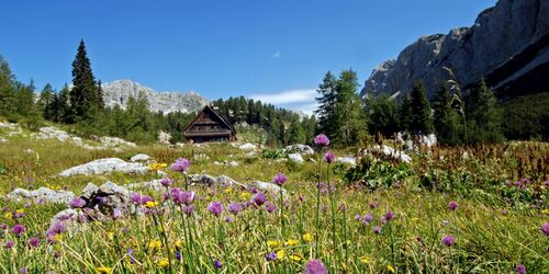 Blühende Alpenwiese mit Berghütte und Bergpanorama