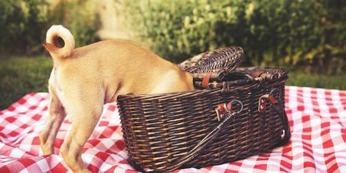 A luxurious breakfast – a picnic right by the Isar river