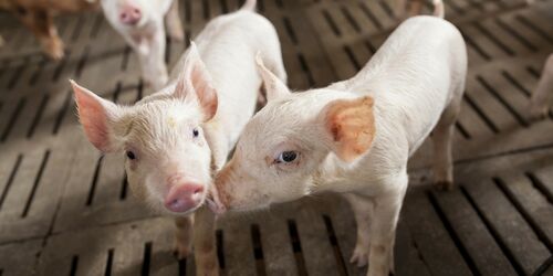 Kleine Ferkel, die auf einem Holzboden stehen