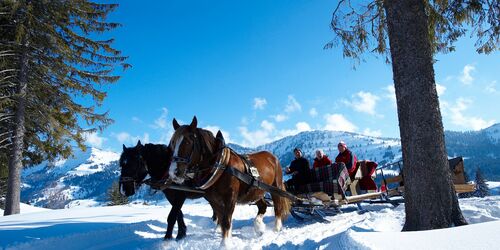 Horse-drawn sleigh ride in Oberstaufen